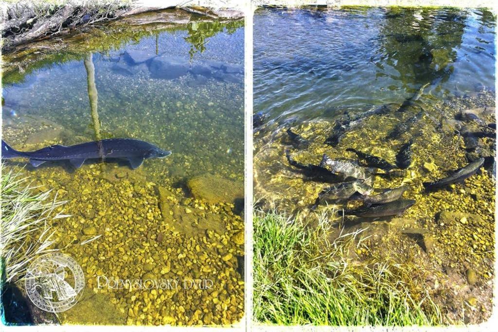 Premyslovsky Dvur Lägenhet Slezske Pavlovice Exteriör bild
